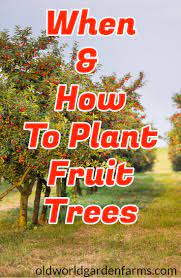 We did not find results for: How And Why To Plant Fruit Trees In The Fall Grow Your Own Fruit Trees Backyard Planting Fruit Trees Growing Fruit Trees
