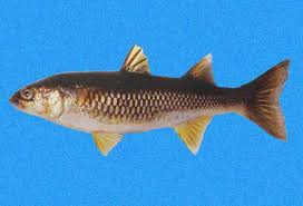 Image result for Elatostema monticola