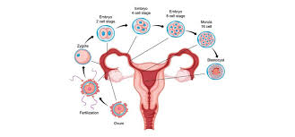 Image result for Embryology