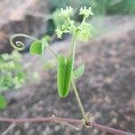 Image result for Helinus integrifolius