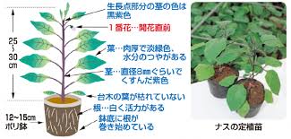 ナス栽培の手引き Valor Navi バローナビ