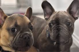 Ingrid gleysteen, french bulldog breeder, akc registered french bulldog puppies, health tested, puppy inquiries welcome. Neglected French Bulldog Puppies Receiving Care At Our New Medical Center Paws In The Media Paws Chicago