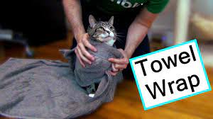 As cat opens mouth, pop pill into mouth. The Scratch Free Way To Give Your Cat Medicine Youtube