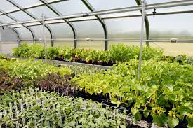 Griffin, and headquartered in tewksbury, massachusetts, is one of the largest horticultural brokers and suppliers in the nation. Growing Vegetables In Central Oregon Crook Deschutes And Jefferson Counties Osu Extension Catalog Oregon State University