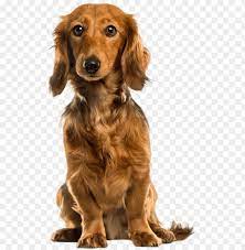 Cute Dog Png Clip Art Do Png Image With Transparent Background Png Free Png Images Lion Live Wallpaper Cute Dogs Photoshop Pics