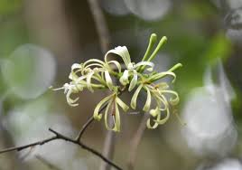 Image result for Turraea floribunda