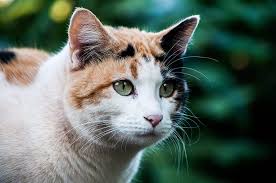White, black, blue, red, cream, brown, silver, tortoiseshell, bluecream, golden pattern : Unique Calico Cat Names 73 Perfect Names To Check Out