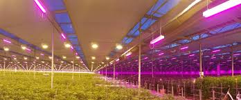 This setup gives you over 65 watts per square foot of growing space. Hps Or Led Why Not Both With A Hybrid Lighting System P L Light Systems