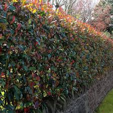 Privacy plants, or screening plants, serve as a living privacy fence to provide privacy from street traffic and neighbors. Photinia Red Robin Hedge Photinia X Fraseri Best4hedging