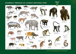 The wild dogs begin mingling within the group, vocalising and touching each other, working each other up into a frenzy of excitement. Wild Animals Pictures With Names For Kids Wild Animals Pictures Animal Pictures Forest Animals List