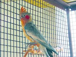 Bird Aviary For Sale Durban Galah X Cockatiel Galatiel Cockatiel Parrot Cockatoo