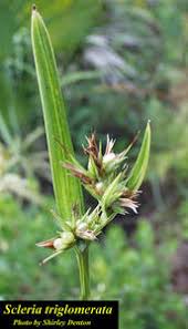 Image result for Scleria mikawana