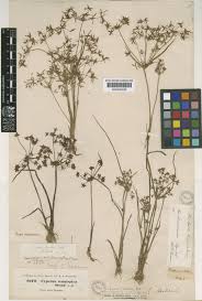 Image result for Cyperus tenuispica