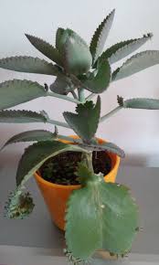 Kalanchoe Daigremontiana Or Mother Of Millions Cacti And Succulents Succulents Plants