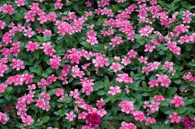 Image result for Catharanthus roseus