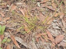 Image result for Scleria mikawana