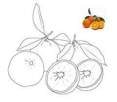 Orang tua bisa sambil menjelaskan mengenai manfaat buah tersebut. Dapatkan Gambar Buah Buahan Untuk Mewarna Yang Terbaik Dan Boleh Di Download Dengan Segera Skoloh