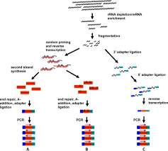 Pin On Rna Seq