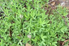 Image result for Trichodesma angustifolium