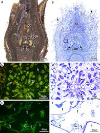 Image result for Psychotria kirkii