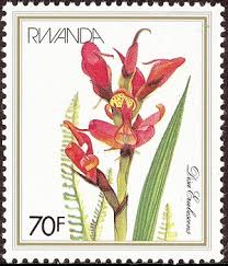 Image result for Disa erubescens