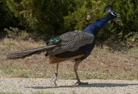 Maybe you would like to learn more about one of these? Without Help Roaming Peacocks Now Residents Problem