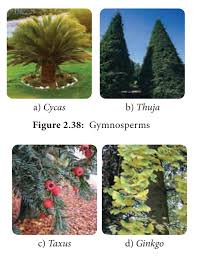gymnos characteristic features