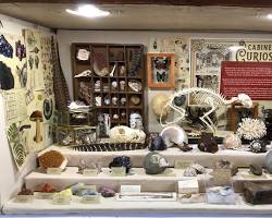 Image of Fossil Shop, Southern California