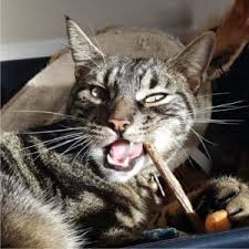 Thank you for supporting this channel.donations can be made at. Silvervine And Cats A Purrfect Match Catnip Alternative Meowy Janes