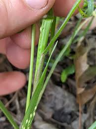 Image result for Panicum pilgeri