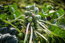 Planting a variety of veggies, from broccoli to beets, in august gives the seedlings time to establish. Vegetables And Herbs To Plant In August