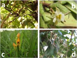 Image result for Platycoryne