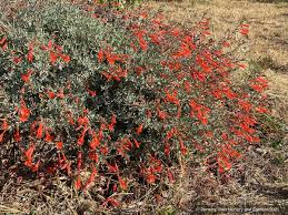 Image result for Epilobium stereophyllum