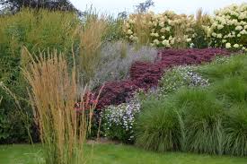 Tuinen Van Appeltern Calamintha Nepeta Blue Cloud Sedum Hybrid Xenox Echinacea Purpurea Hot Summer Aster Frikarti Mo Natural Garden Sedum Plants