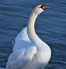 Free Stock Photos and Images for Commercial Use | Morguefile.com