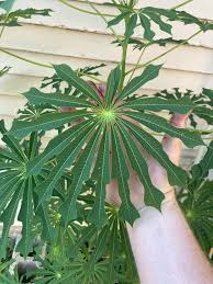 Image result for Manihot grahamii