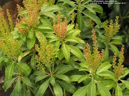 Image result for Pieris japonský bonfire obrázek