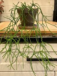 Image result for Rhipsalis