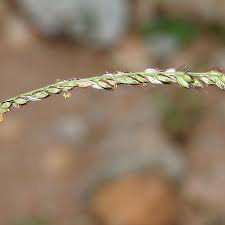 Image result for Alloteropsis