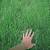 Lawn Scutch Grass