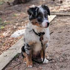 Maybe you would like to learn more about one of these? Colorado Toy Mini Aussies Home Facebook