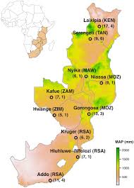 Image result for Plicosepalus sagittifolius