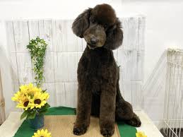 保護 犬 スタンダード プードル