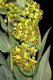 Image result for Gomphocarpus semilunatus