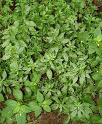 Image result for Elatostema welwitschii