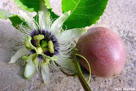 A déguster en salade avec de la papaye, de la mangue et de l'ananas. Fruit De La Passion Et Passiflore Tahiti Heritage