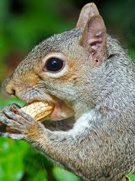 Eastern Gray Squirrel