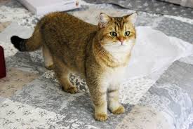 how to make an interesting art piece using tree branches ehow