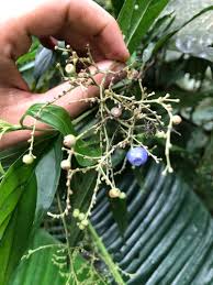 Image result for Bertiera angusiana