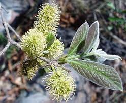 Image result for Combretum engleri